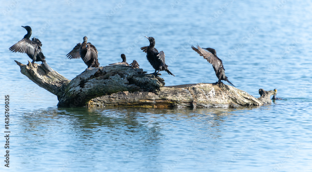 Little black shag or Phalacrocorax sulcirostris on log
