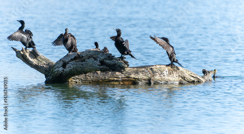 Obraz na płótnie Little black shag or Phalacrocorax sulcirostris on log w salonie