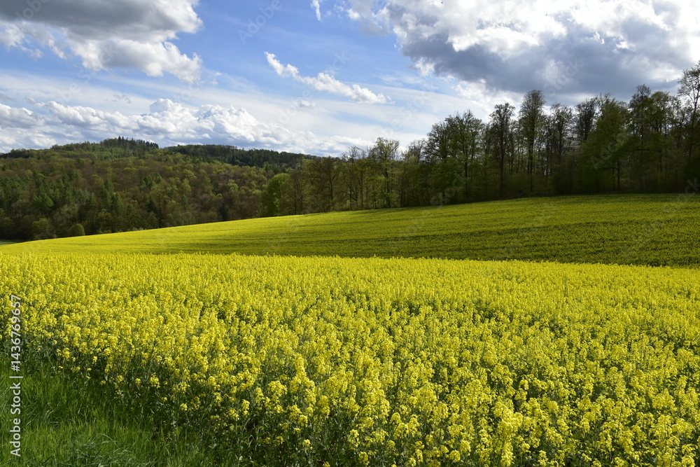 Fototapeta premium Rapsfeld und Wald bei Freden