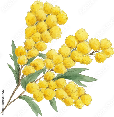 mimosa. A yellow flower with green leaves. The flower is yellow and has a green stem. The flower is in the middle of the image