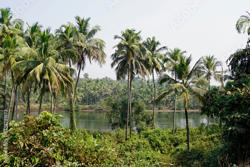 Wallpaper Mural tropical landscape in goa at terekhol river Torontodigital.ca