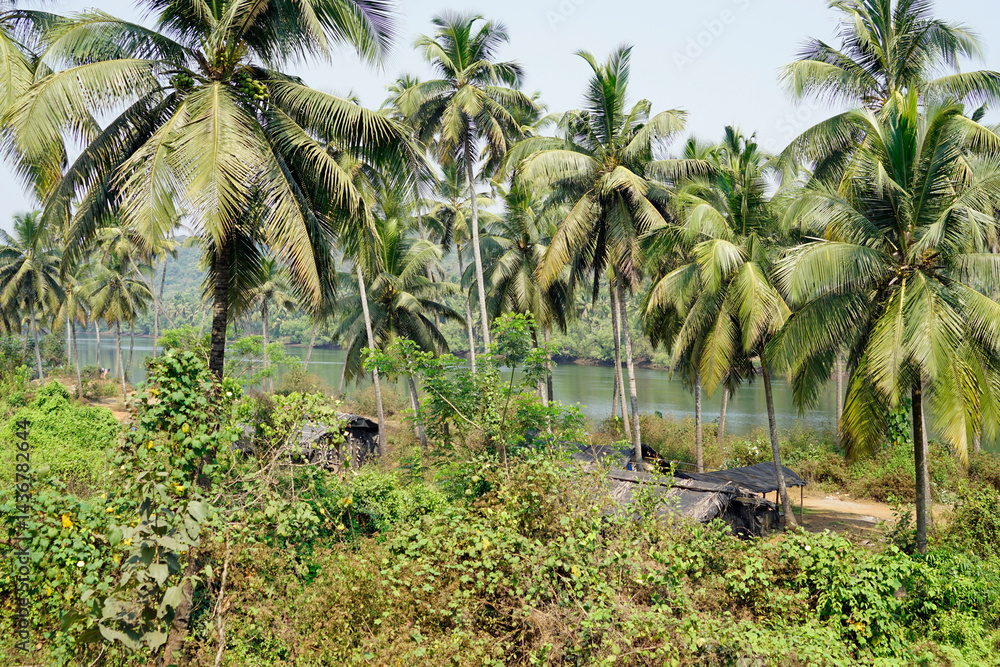 Obraz premium tropical landscape in goa at terekhol river