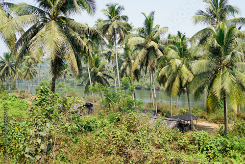 tropical landscape in goa at terekhol river