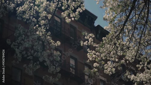 Spring Blossom with Green Leaves in Urban City
Branches with green leaves and white flowers blooming against blurred urban buildings under bright sunlight.