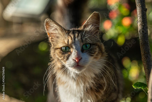Gray tabby cat with a white markings  and green eyes. 