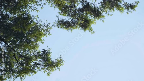 A minimalist view of tree branches with green leaves set against a clear blue sky, captured from a low-angle perspective. Ideal for nature, tranquility, or environmental themes.