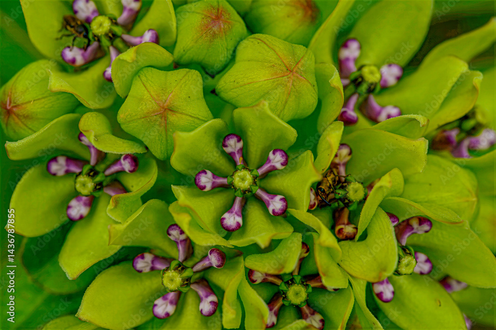 Green milkweed cluster from a top-down view, some flowers opened, and others still tightly closed with milkweed weevils hiding in the petals Green milkweed cluster from a top-down view, some flowers opened, and others still tightly closed with milkweed weevils hiding in the petals