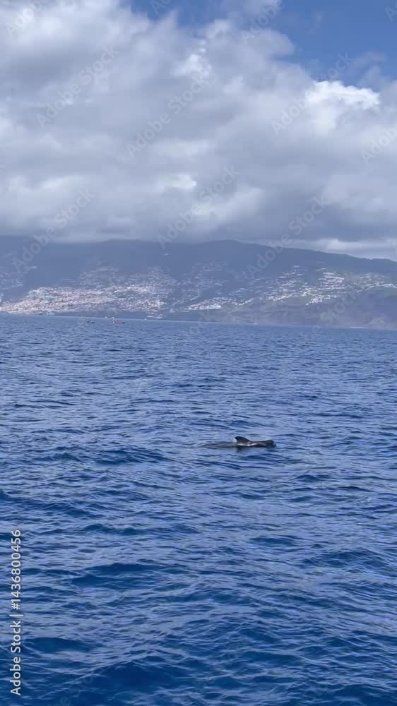 whales swimming in the ocean, island view whales swimming in the ocean, island view