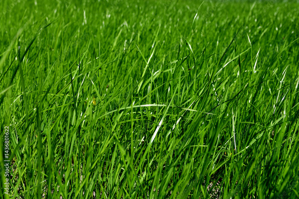 Abstract natural plant background: green grass with a blurred background with the glare of the sun. Selective focus. Abstract natural plant background: green grass with a blurred background with the glare of the sun. Selective focus.