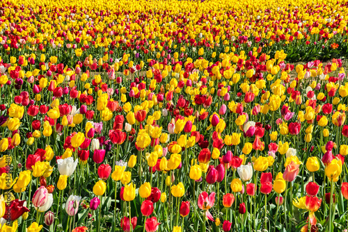 The annual Tulip Fest at the Wooden Shoe Tulip Farm, located in Woodburn, Oregon