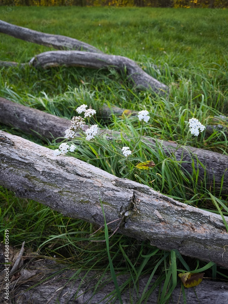 Wildflowers blooming among fallen logs in a lush green meadow showcasing nature's beauty and tranquility, perfect for nature lovers and outdoor enthusiasts, nature concept