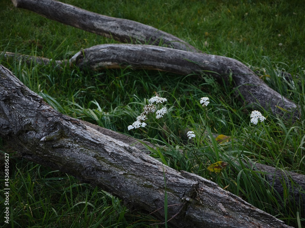Fallen tree trunks surrounded by lush green grass and delicate white flowers creating a serene natural scene in a tranquil outdoor setting healthy nature concept