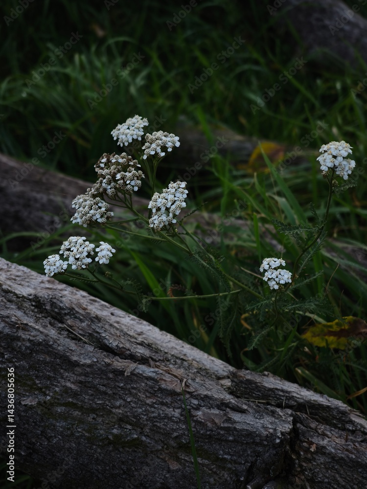 White wildflowers blooming among green grass and weathered logs in a serene natural setting showcasing the beauty of nature and tranquility concept