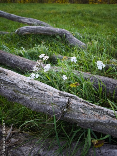 Obraz na płótnie Wildflowers blooming among fallen logs in a lush green meadow showcasing nature's beauty and tranquility, perfect for nature lovers and outdoor enthusiasts, nature concept w salonie