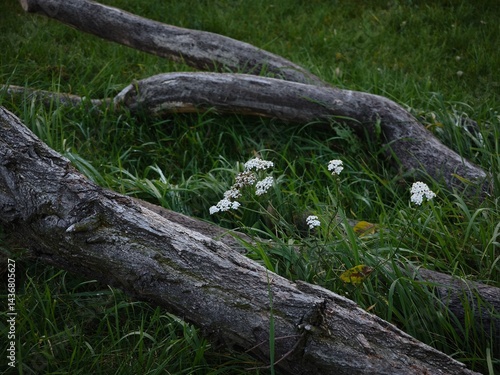 Obraz na płótnie Fallen tree trunks surrounded by lush green grass and delicate white flowers creating a serene natural scene in a tranquil outdoor setting healthy nature concept w salonie