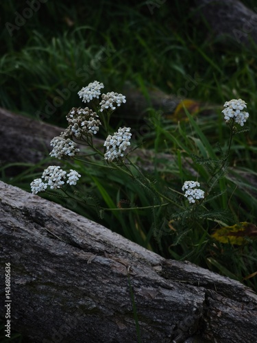 Obraz na płótnie White wildflowers blooming among green grass and weathered logs in a serene natural setting showcasing the beauty of nature and tranquility concept w salonie