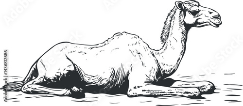 Black and white sketch of a resting dromedary camel lying on the ground in a desert environment