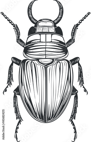 Detailed black and white vector illustration of a beetle insect with prominent antennae and legs