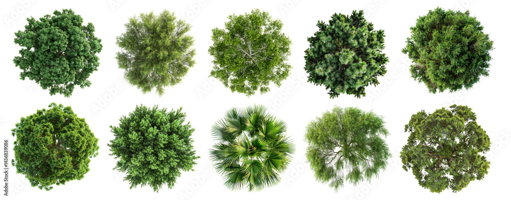 PNG Lush aerial tree canopy collection, element set on transparent background PNG Lush aerial tree canopy collection, element set on transparent background