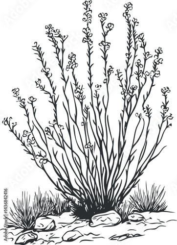 Black and white illustration of a shrub with flowers growing among rocks and grass in a natural environment