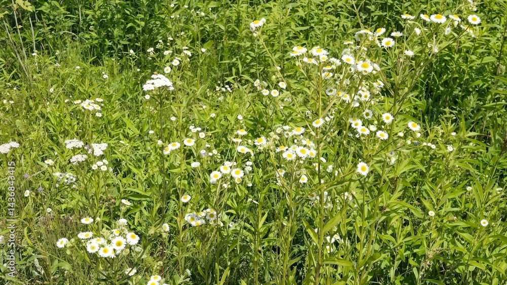 Wildflowers in a lush green field featuring white daisies and delicate blossoms under bright sunlight Wildflowers in a lush green field featuring white daisies and delicate blossoms under bright sunlight