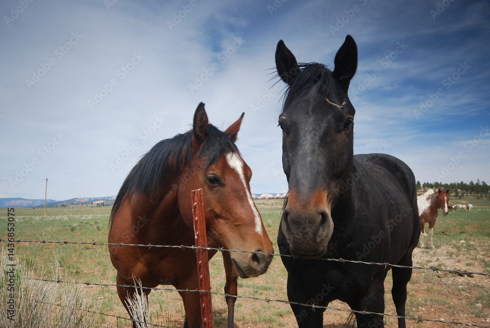 brown horse in the field brown horse in the field