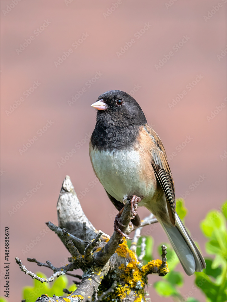 Naklejka premium A Dark-eyed Junco (Junco hyemalis) perches neatly on a lichen-covered branch, its plumage crisply detailed against a softly blurred pinkish-brown background