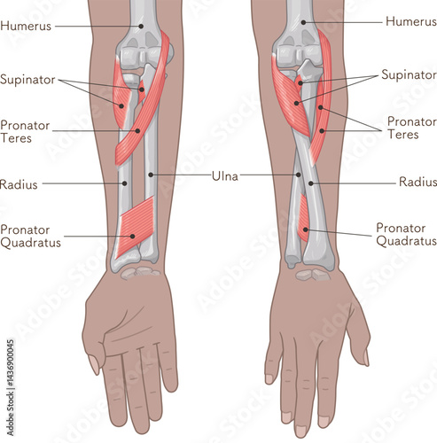 前腕の回内運動・回外運動のイラスト Arm Pronation and Supination