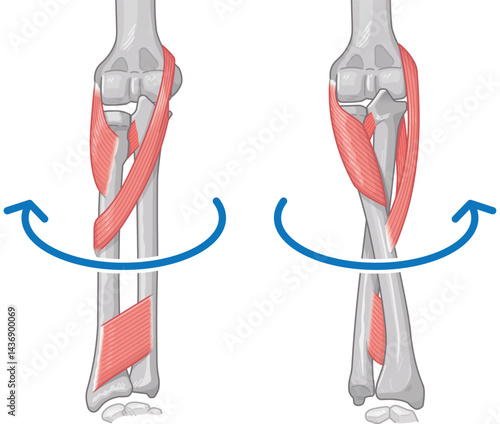 前腕の回内運動・回外運動のイラスト Arm Pronation and Supination