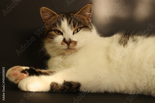 Wallpaper Mural Cute fluffy cat posing on dark background Torontodigital.ca