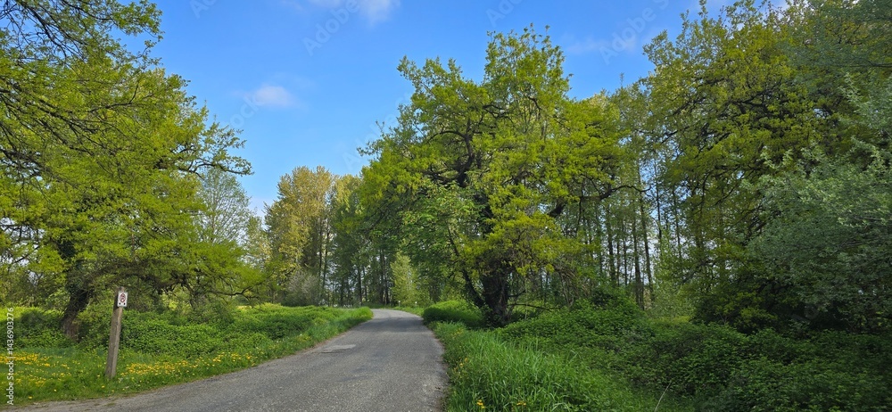 Obraz premium A peaceful country road lined with lush green trees under a bright blue sky.