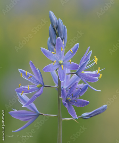Indian camas bloom