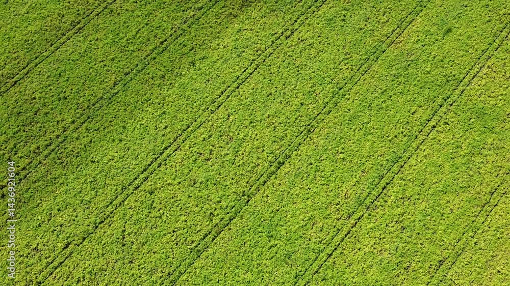 Drone Flights over Farmlands, Leningrad Region, Russia Drone Flights over Farmlands, Leningrad Region, Russia