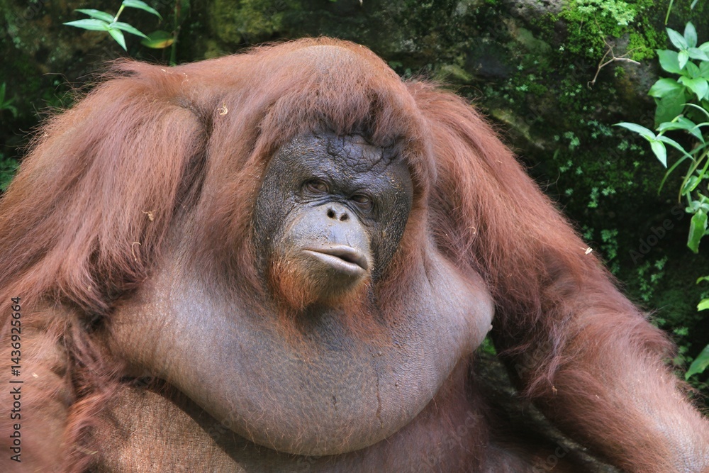 an orangutan sitting with a bored face an orangutan sitting with a bored face