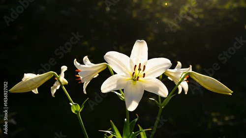 White lilies blooming in sunlight against a dark background  