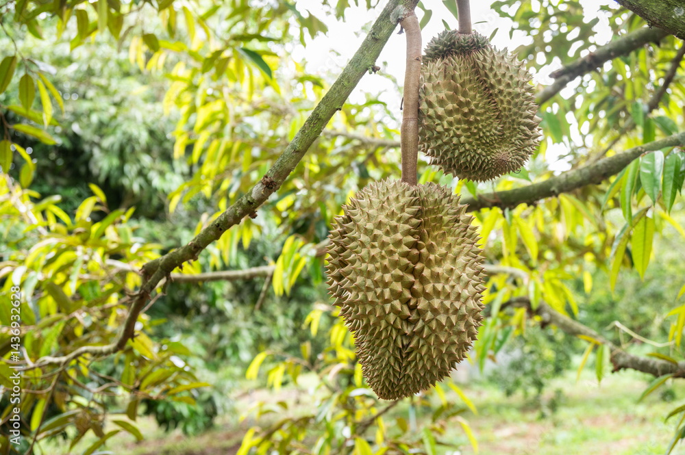 Durians growing on durian tree in Thailand. Durian is a Southeast Asian fruit that's most popular in Thailand. Durian is widely known in southeast Asia as the “king of fruits” Durians growing on durian tree in Thailand. Durian is a Southeast Asian fruit that's most popular in Thailand. Durian is widely known in southeast Asia as the “king of fruits”