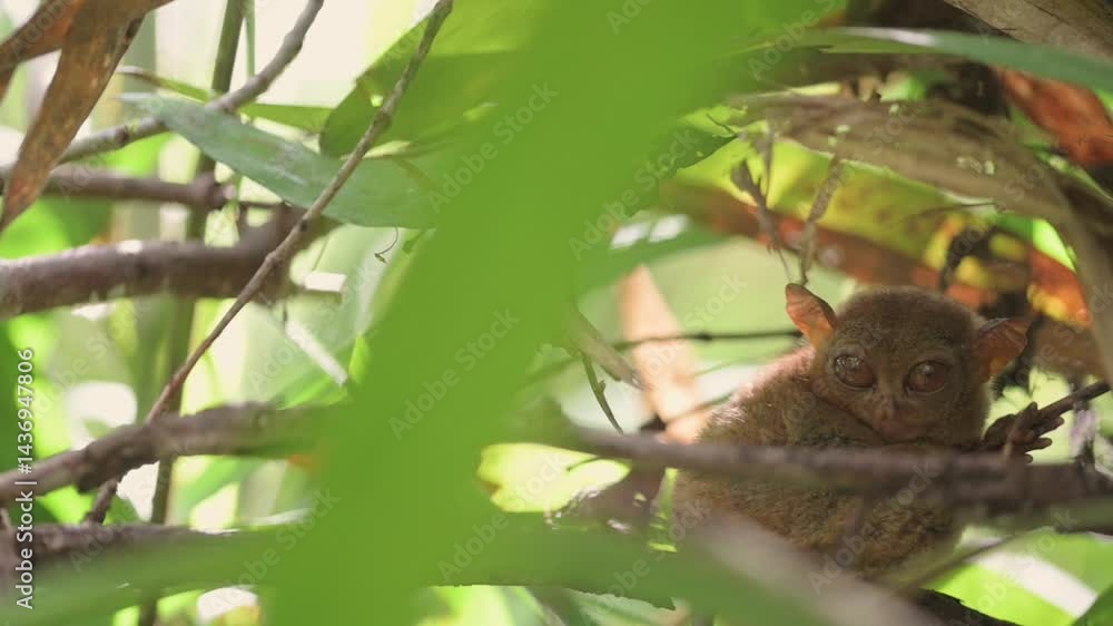 Tiny Philippine tarsier resting on tree branch partially hidden behind leaves in daylight tropical forest environment, tarsier showcasing natural camouflage behavior tarsier resting on tree Tiny Philippine tarsier resting on tree branch partially hidden behind leaves in daylight tropical forest environment, tarsier showcasing natural camouflage behavior tarsier resting on tree