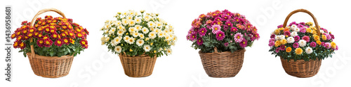 Wallpaper Mural Full Basket of Chrysanthemums Torontodigital.ca