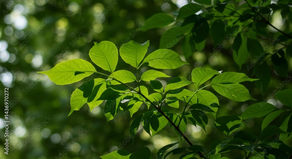 Lush green leaves in sunlight Lush green leaves in sunlight
