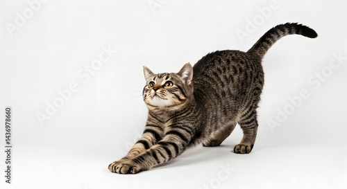 A tabby cat stretching its front paws on a white background looking upwards with its tail up high