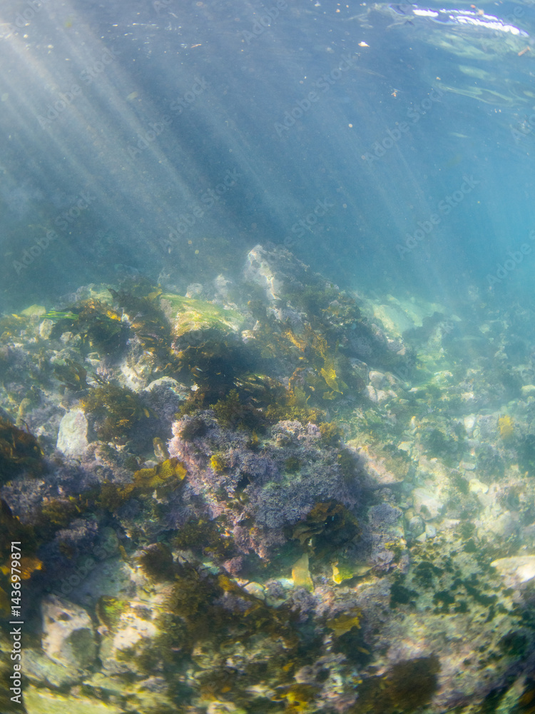 Fototapeta premium Beautiful kelp seaweed and coral reef underwater.
