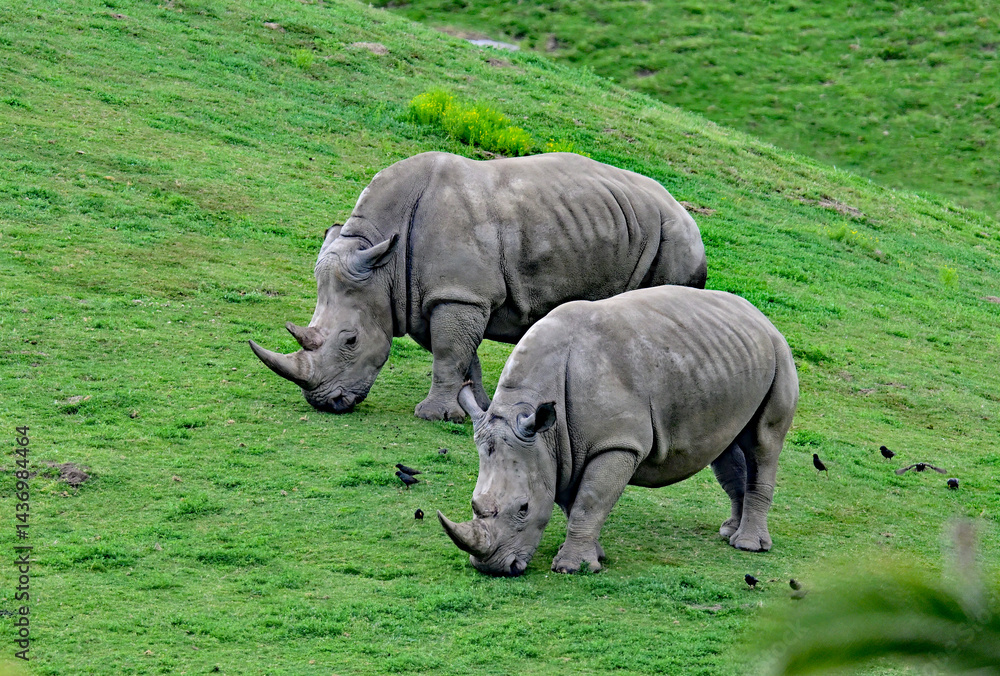 Obraz premium A pair of black rhinoceros aka Diceros bicornis