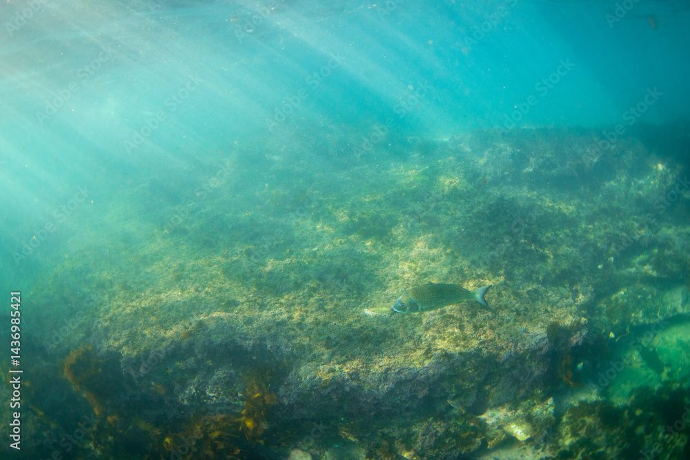 Fototapeta premium A single fish is swimming near the reef underwater.