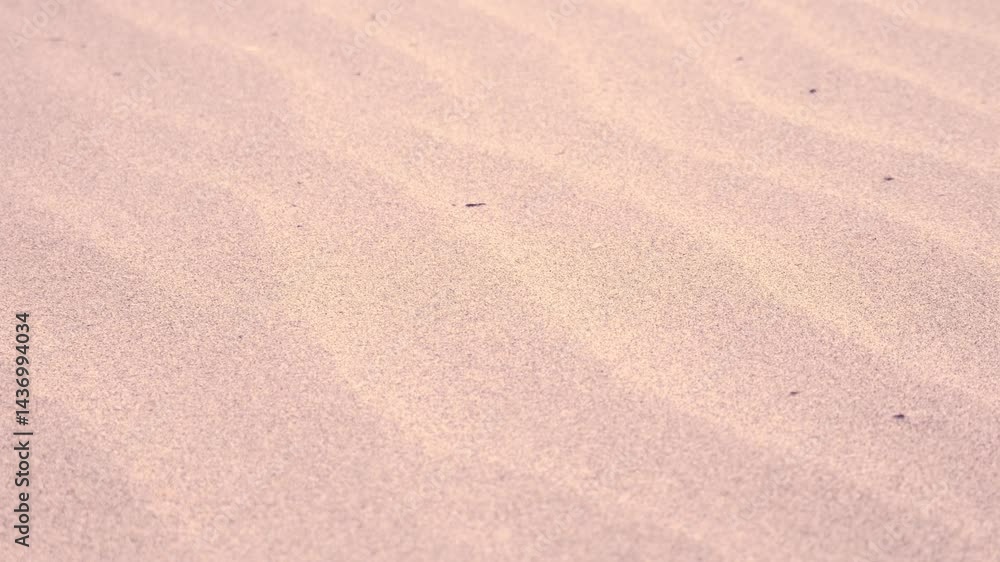 Sand waving in the wind in dunes at Singing Sands. Bruce Peninsula National Park Ontario Canada. Large sandy beach on Lake Huron. Beach named after the sound the wind makes whistling through the dunes Sand waving in the wind in dunes at Singing Sands. Bruce Peninsula National Park Ontario Canada. Large sandy beach on Lake Huron. Beach named after the sound the wind makes whistling through the dunes