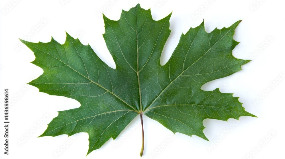 A single maple leaf isolated on a white background. A single maple leaf isolated on a white background.
