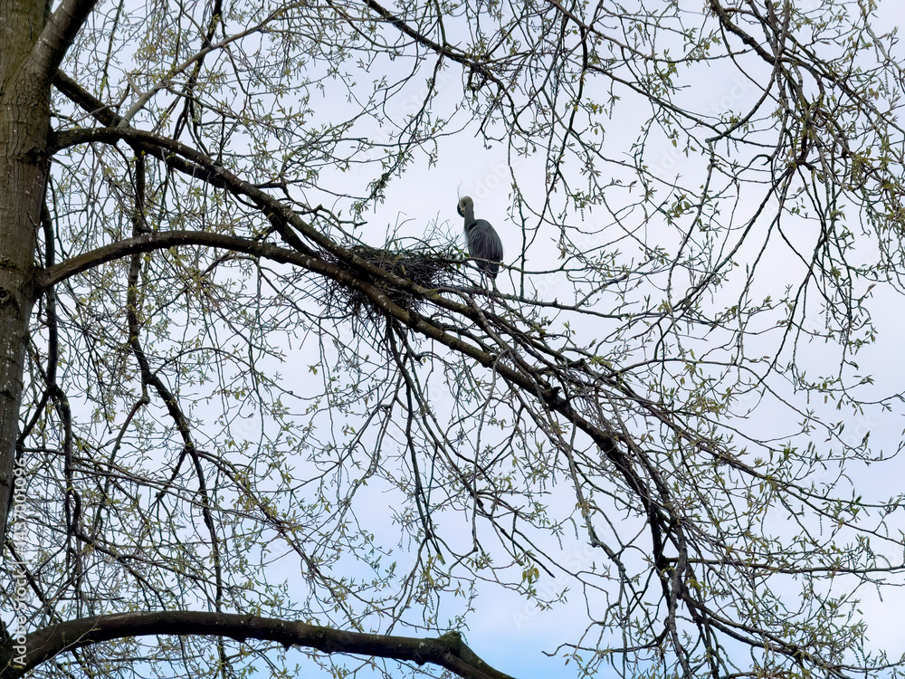 Large bird building nest with tree branches in mouth during spring mating season