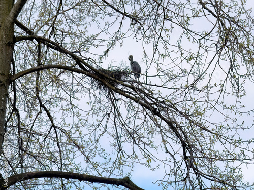 Large bird building nest with tree branches in mouth during spring mating season