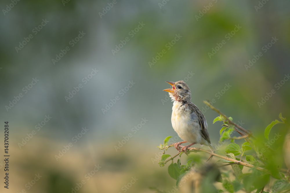 Fototapeta premium A beautiful Baya weaver perched with morning call against a soft, blurred background with leaves and blurred pink flower.