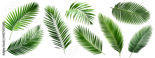 PNG Tropical lush green palm leaves, elements on transparent background