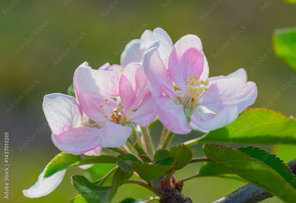 Fototapeta premium Apple blossoms of the red delicious cultivar softly lit by morning sunlight to show their delicate structure and hues of pink